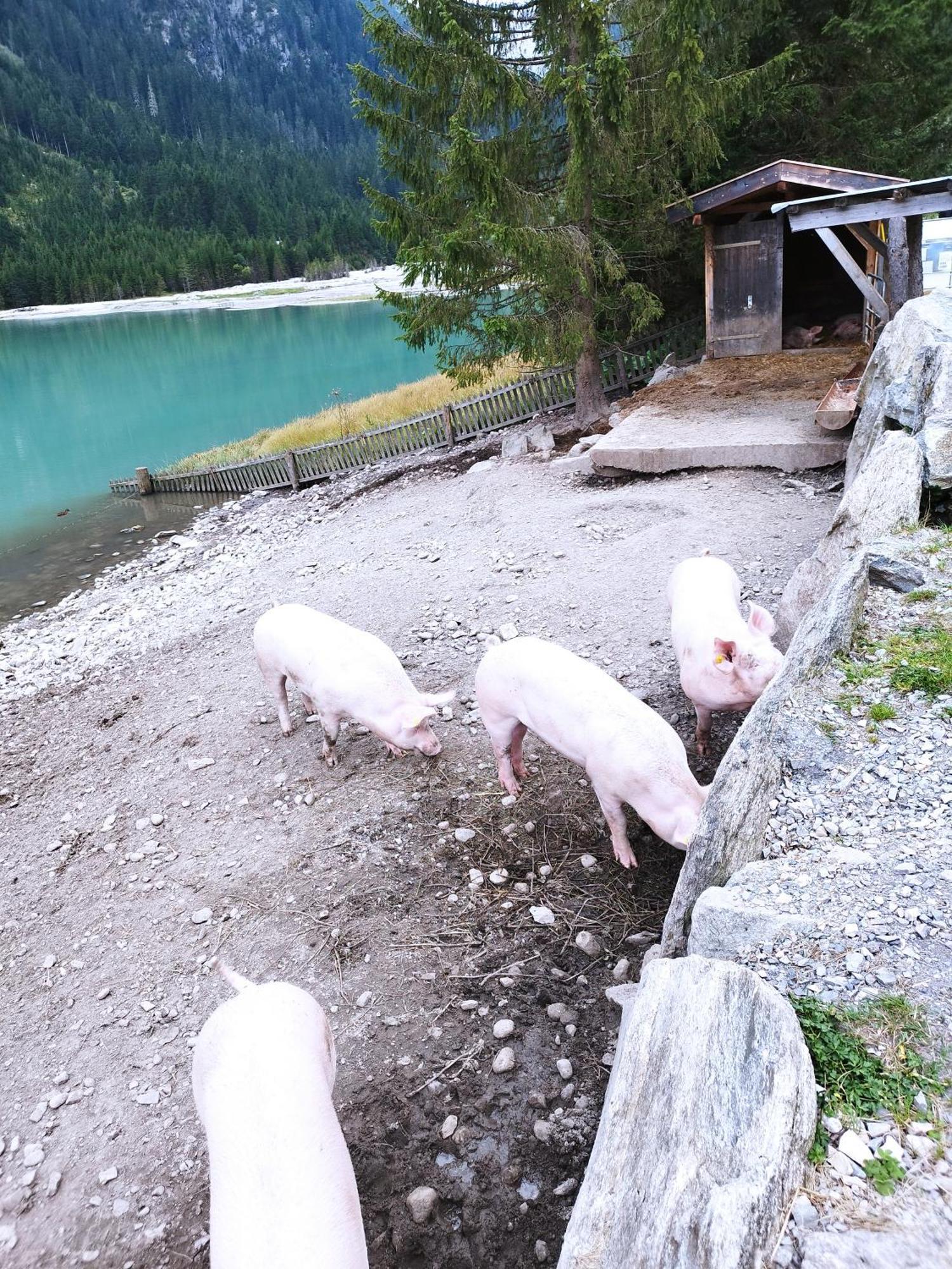 Apart Gerlossteinblick Aschau Im Zillertal Екстер'єр фото